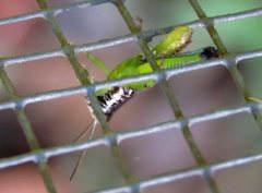 Methiolopsis geniculata