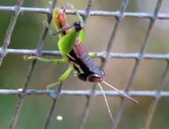 Methiolopsis geniculata