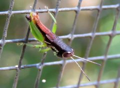 Methiolopsis geniculata