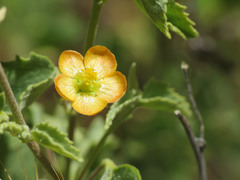 Abutilon parvulum
