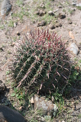 Ferocactus recurvus
