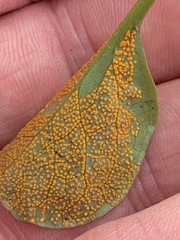 Rossmanomyces pyrolae