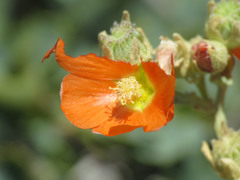 Sphaeralcea emoryi