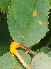 Phragmidium mucronatum