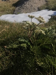 Aciphylla glacialis