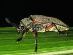 Polytomus