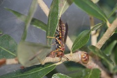 Polistes bahamensis