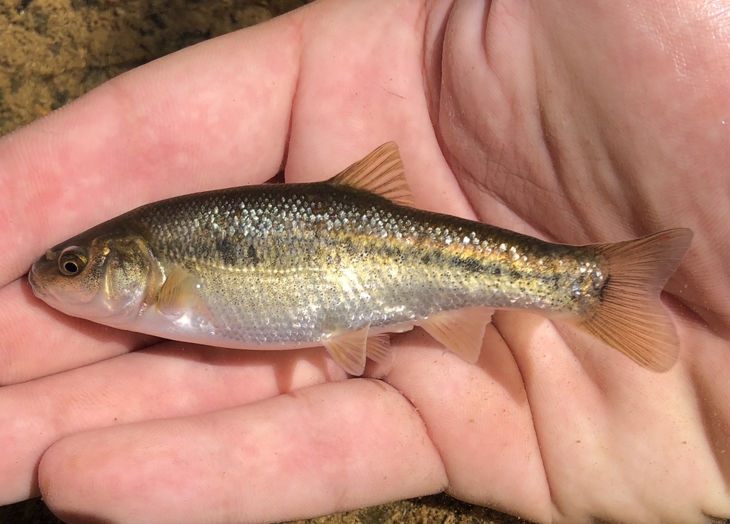 Arroyo Chub