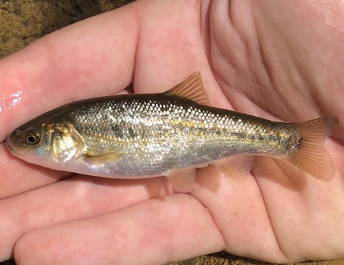 Arroyo chub (Gila orcuttii) — Cyprinidae — 2