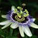 Bluecrown Passionflower - Photo (c) Gustavo Fernando Durán, some rights reserved (CC BY-NC-SA)