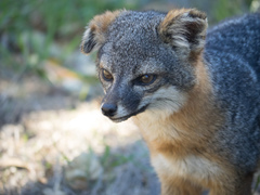 Island Fox photo 4