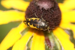 Acmaeodera pulchella
