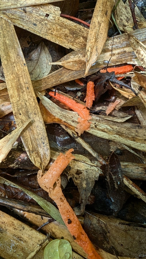 Pseudocolus fusiformis · June 2024 · photo: © atsushi_nakajima_cirque (iNaturalist, cc-by)