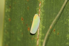 Ormenaria rufifascia