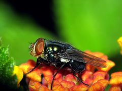 Cochliomyia