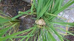 Polypedates megacephalus