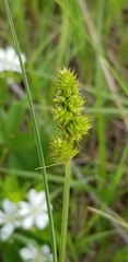 Carex muehlenbergii