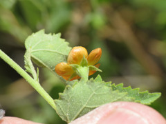 Abutilon parvulum