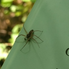 Philodromus dispar