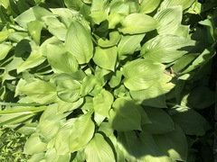 Hosta sieboldiana