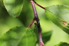 Rivellia syngenesiae