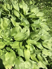 Hosta sieboldiana