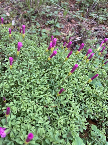 Oxalis glabra (Oxalis glabra)