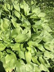 Hosta sieboldiana