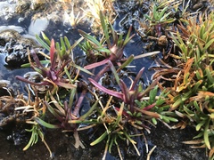 Brachyscome stolonifera