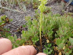 Platanthera michaelii