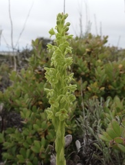 Platanthera michaelii