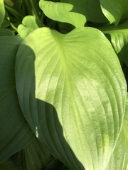 Hosta sieboldiana