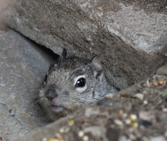 Otospermophilus variegatus