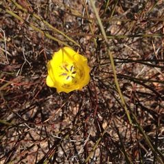 Calochortus clavatus