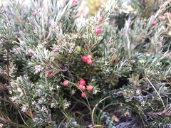 Acrothamnus montanus