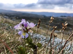 Euphrasia collina diversicolor