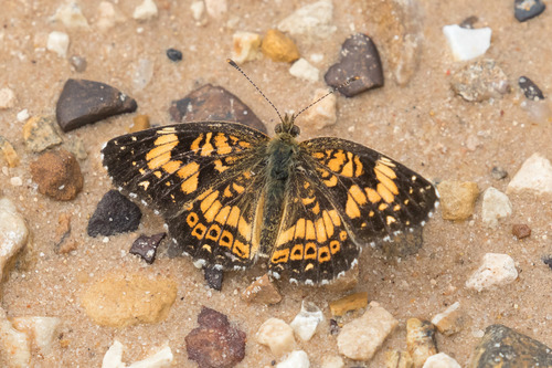 Gorgone Checkerspot