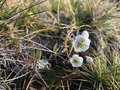 Gentianella muelleriana