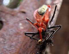 Gminatus wallengreni