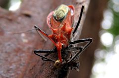 Gminatus wallengreni