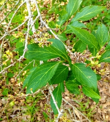 Forsythia × intermedia