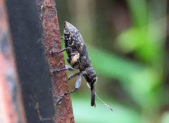 Isacantha rhinotioides