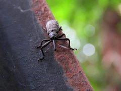 Isacantha rhinotioides