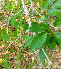 Forsythia × intermedia