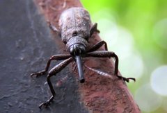 Isacantha rhinotioides