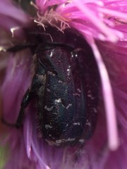 Euphoria sepulcralis