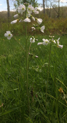 Cardamine pratensis