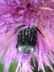 Trichiotinus texanus