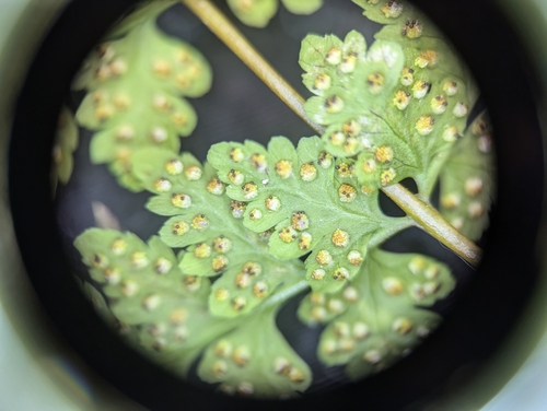Image of Cystopteris laurentiana by no rights reserved