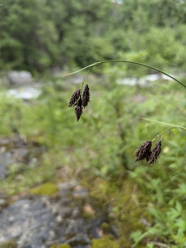 Image of Carex atratiformis by no rights reserved